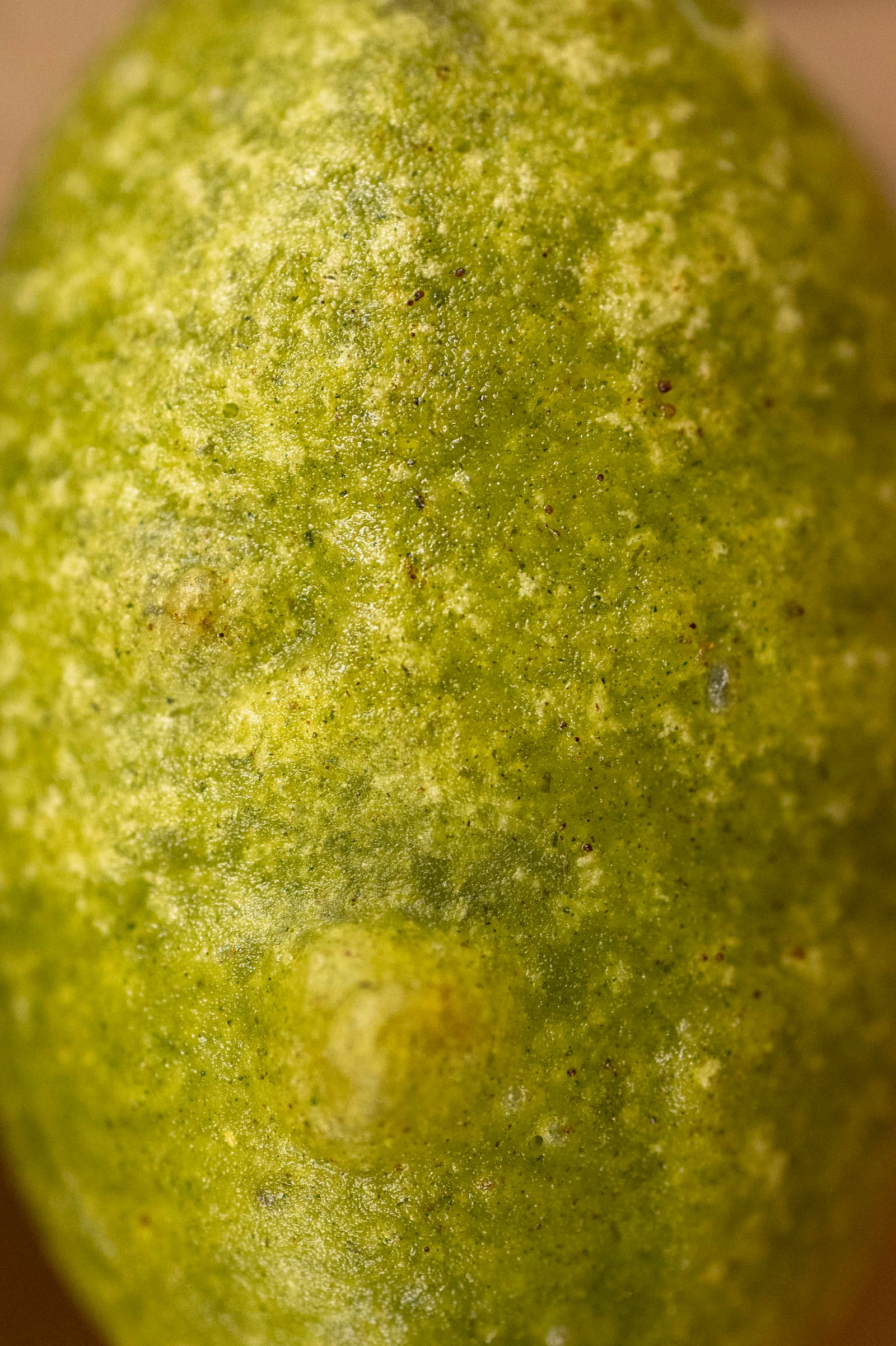 La Forêt